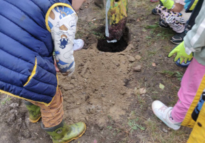 Dzieci zasypują posadzone rośliny.