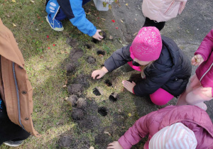 Dzieci kucają przy dołkach. Dzieci sadzą cebulki tulipanów w wykopanych dołkach.